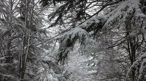 Beautiful snowfall in the tropics Stock Footage 55808874