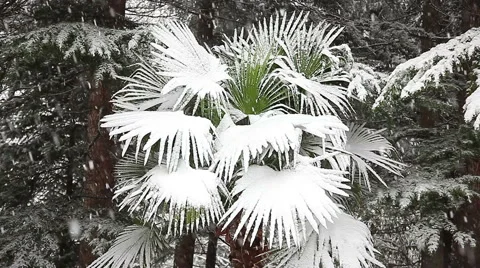 Beautiful snowfall in the tropics Stock Footage 55809059