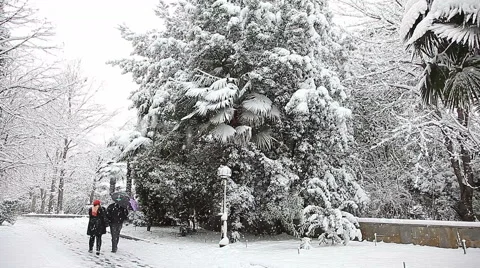 Beautiful snowfall in the tropics Stock Footage 55809149