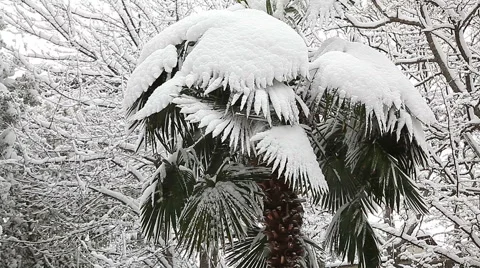 Beautiful snowfall in the tropics Stock-Footage 55809251