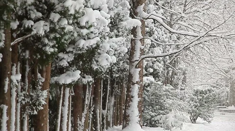 Beautiful snowfall in the tropics Stock-Footage 55809375