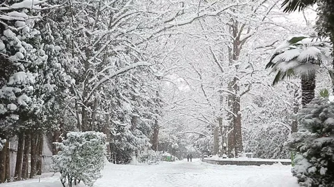Beautiful snowfall in the tropics Stockbeeldmateriaal 55809551