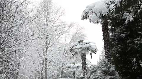 Beautiful snowfall in the tropics Stock-Footage 55809606