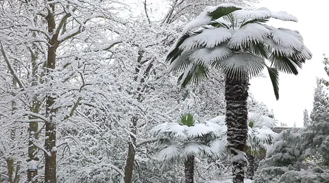 Beautiful snowfall in the tropics Stockbeeldmateriaal 55809658