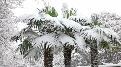 Beautiful snowfall in the tropics Stock-Footage 55809741