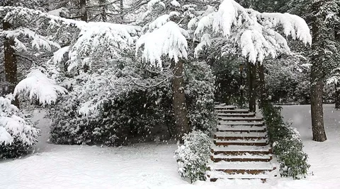 Beautiful snowfall in the tropics Stock-Footage 55809867