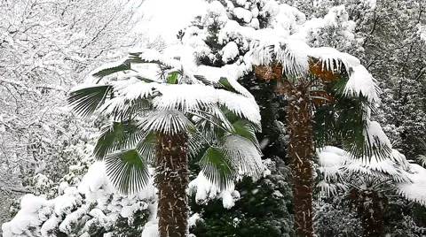 Beautiful snowfall in the tropics Stock-Footage 55809872