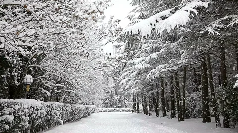 Beautiful snowfall in the tropics Stock-Footage 55810017