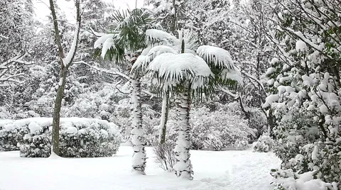 Beautiful snowfall in the tropics Stock-Footage 55810072