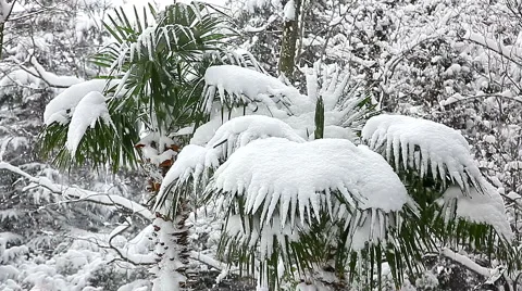 Beautiful snowfall in the tropics Stock-Footage 55810090