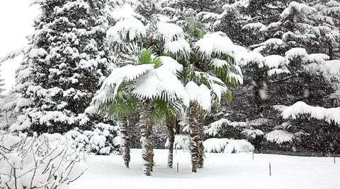 Beautiful snowfall in the tropics Stock-Footage 55810157