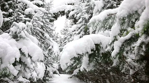 Beautiful snowfall in the tropics Stock-Footage 55810185