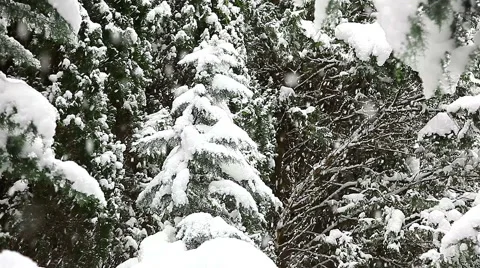 Beautiful snowfall in the tropics Stock-Footage 55810231