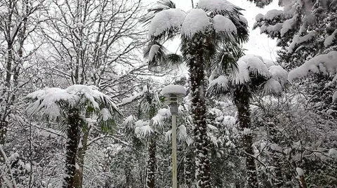 Beautiful snowfall in the tropics Stock-Footage 55810323