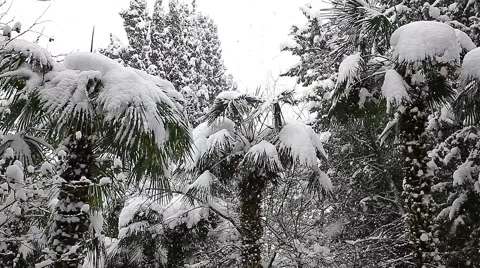 Beautiful snowfall in the tropics Stock-Footage 55810405
