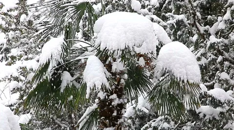 Beautiful snowfall in the tropics Stock-Footage 55810454