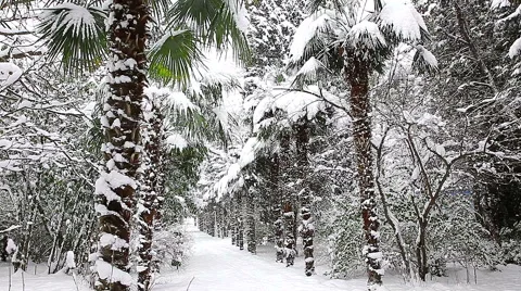 Beautiful snowfall in the tropics Stock-Footage 55810504