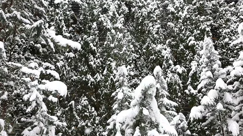 Beautiful snowfall in the tropics Stock-Footage 55875790