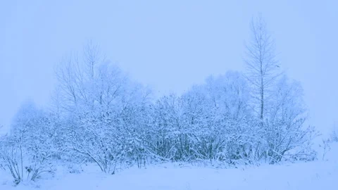 Beautiful snowfall in a winter forest. Vidéo 114791501