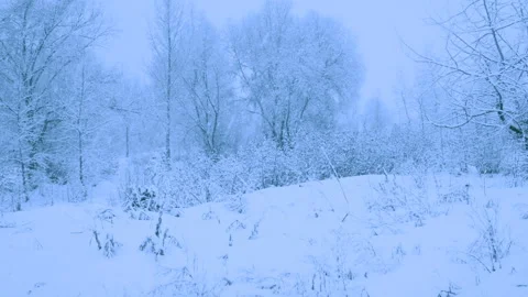 Beautiful snowfall in a winter forest. Video stock 114791683
