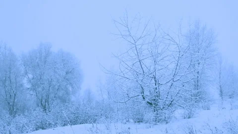 Beautiful snowfall in a winter forest. Vídeos de archivo 114791771