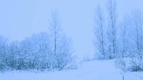Beautiful snowfall in a winter forest. Video stock 114791953