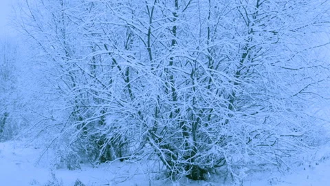 Beautiful snowfall in a winter forest. Stock Footage 114792078