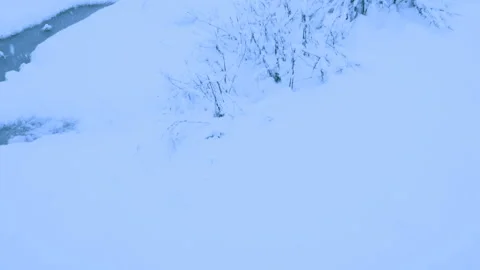 Beautiful snowfall in a winter forest. Video stock 114792175