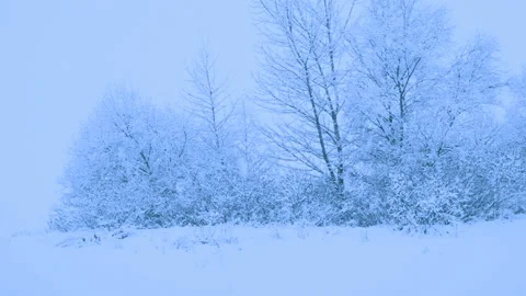Beautiful snowfall in a winter forest. Stock Footage 114792201