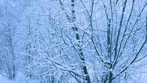 Beautiful snowfall in a winter forest. 스톡 동영상 114792359