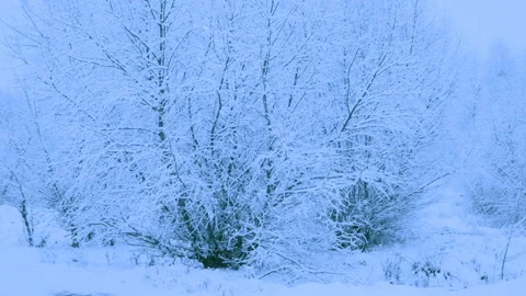 Beautiful snowfall in a winter forest. Video stock 114804652