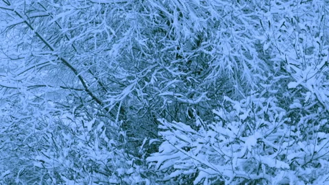 Beautiful snowfall in a winter forest. 스톡 동영상 114805566