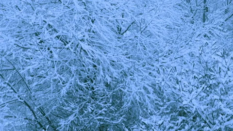 Beautiful snowfall in a winter forest. Stock Footage 114805969