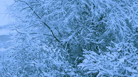 Beautiful snowfall in a winter forest. Stock Footage 114806024