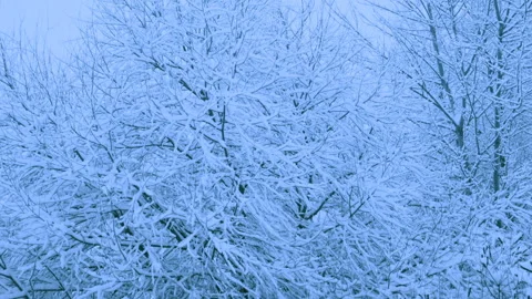 Beautiful snowfall in a winter forest. Video stock 114806060