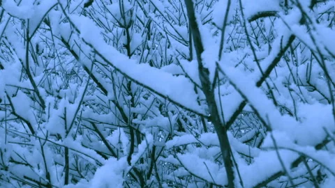 Beautiful snowfall in a winter forest. Vídeos de archivo 114806566
