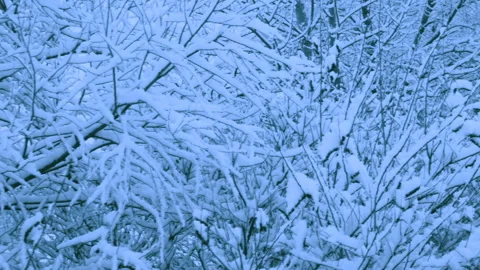 Beautiful snowfall in a winter forest. Video stock 114806631