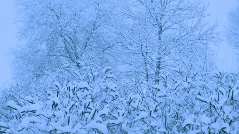Beautiful snowfall in a winter forest. 스톡 동영상 114809625