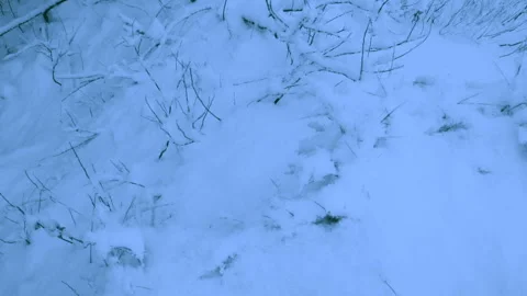 Beautiful snowfall in a winter forest. Video stock 114810484