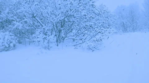 Beautiful snowfall in a winter forest. Vídeo Stock 114810594