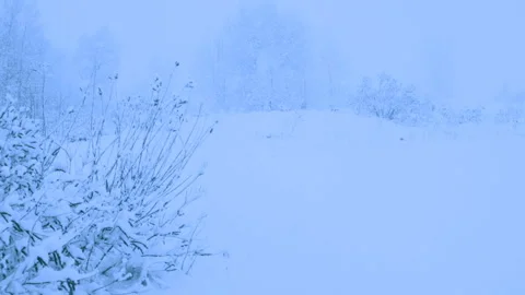 Beautiful snowfall in a winter forest. 스톡 동영상 114811076