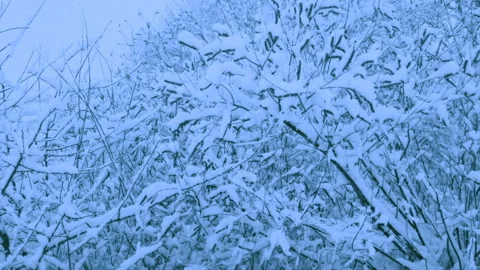 Beautiful snowfall in a winter forest. 스톡 동영상 114811428