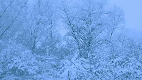 Beautiful snowfall in a winter forest. Vidéo 114811514