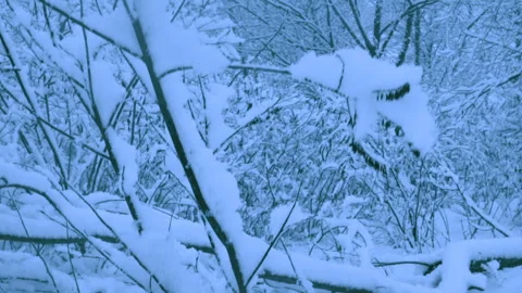 Beautiful snowfall in a winter forest. 스톡 동영상 114817057