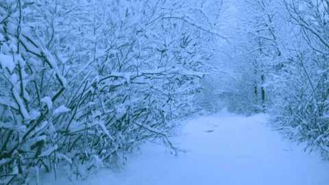 Beautiful snowfall in a winter forest. Video stock 114817706