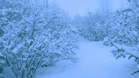 Beautiful snowfall in a winter forest. Vidéo 114818172
