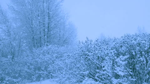 Beautiful snowfall in a winter forest. 스톡 동영상 114818221