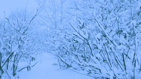 Beautiful snowfall in a winter forest. Video stock 114818459