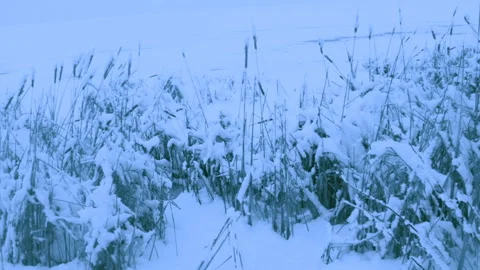 Beautiful snowfall in a winter forest. Video stock 114818753