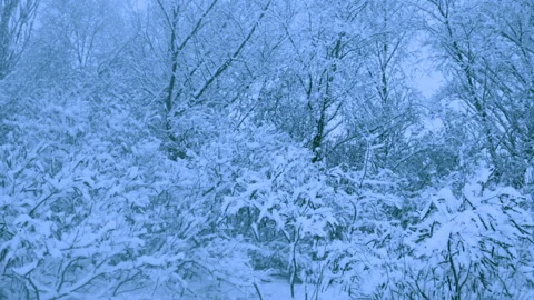 Beautiful snowfall in a winter forest. 動画素材 114818994
